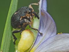 Mononychus punctumalbum