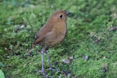 Grallaria saturata