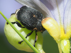 Mononychus punctumalbum