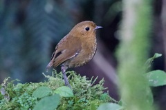 Grallaria saturata