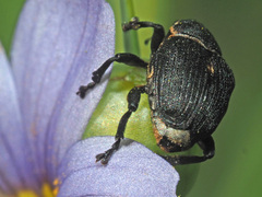 Mononychus punctumalbum