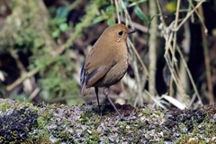 Grallaria saturata