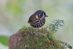 Grallaricula lineifrons