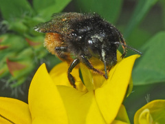 Osmia bicolor