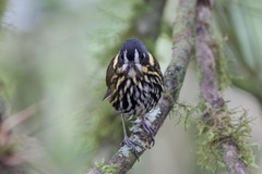 Grallaricula lineifrons