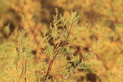 Tamarix gallica