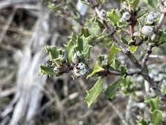 Ceanothus divergens