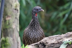 Andean Guan photo 1