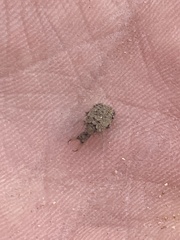 Galapagoleon darwini