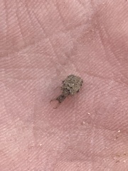 Galapagoleon darwini