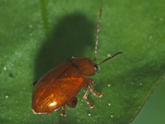 Neocrepidodera