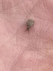 Galapagoleon darwini