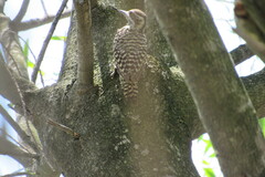 Dryobates mixtus