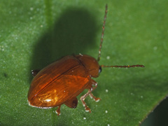 Neocrepidodera