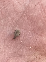 Galapagoleon darwini