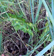 Rumex pseudonatronatus