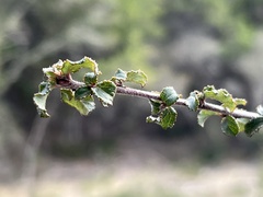 Ceanothus foliosus foliosus