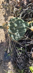 Opuntia phaeacantha