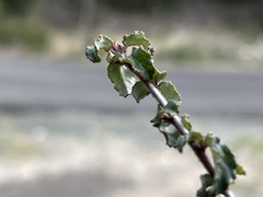 Ceanothus foliosus foliosus