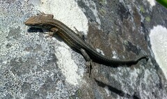 Tropidosaura gularis