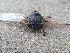 Cicadidae