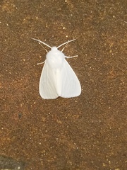 Spilosoma congrua