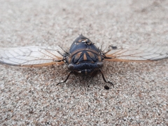 Cicadidae