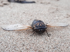 Cicadidae
