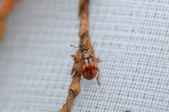 Corimalia tamarisci