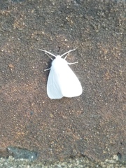Spilosoma congrua