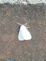 Spilosoma congrua