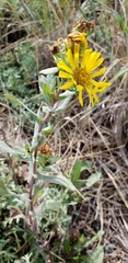 Grindelia integrifolia