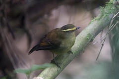 Silvicultrix diadema