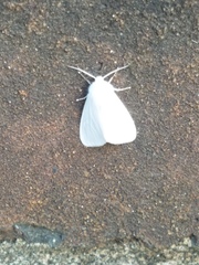 Spilosoma congrua