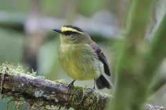 Silvicultrix diadema