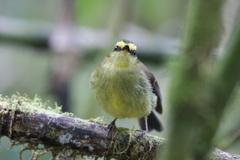 Silvicultrix diadema