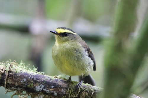 Yellow-bellied Chat-Tyrant (Silvicultrix diadema), photo 4
