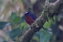 Ochthoeca cinnamomeiventris