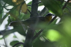 Kleinothraupis atropileus