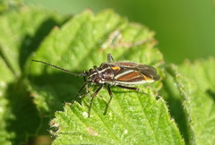 Horistus orientalis