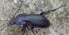 Carabus purpurascens