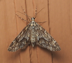 Cladara limitaria