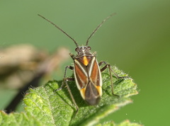 Horistus orientalis