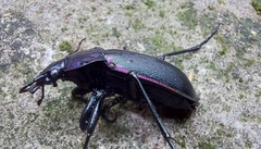 Carabus purpurascens
