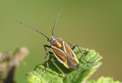 Horistus orientalis