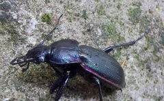 Carabus purpurascens