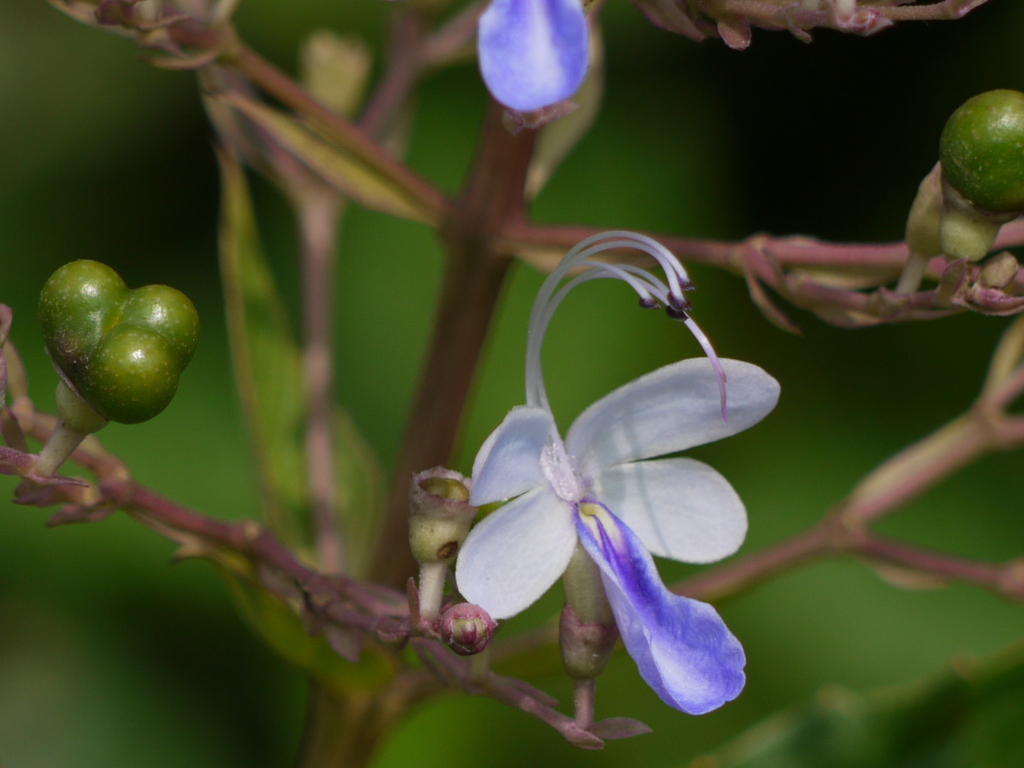 Blue Fountain Bush