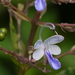 Blue Fountain Bush - Photo (c) Dinesh Valke, some rights reserved (CC BY-SA)