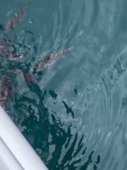 Sphoeroides annulatus