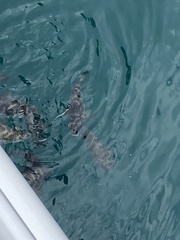 Sphoeroides annulatus